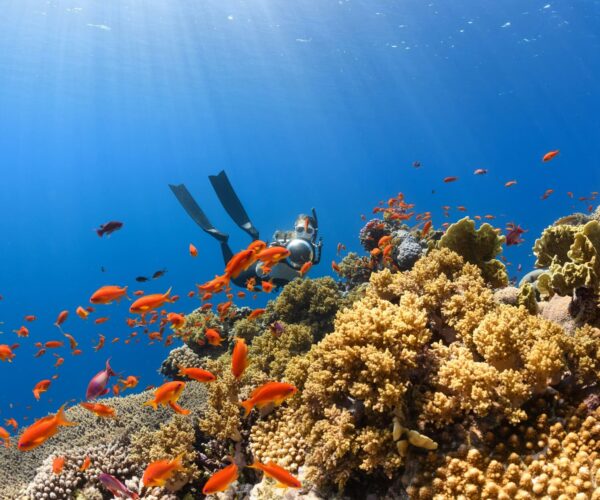 2 Day Diving Packages ( 4 Boat Dives)