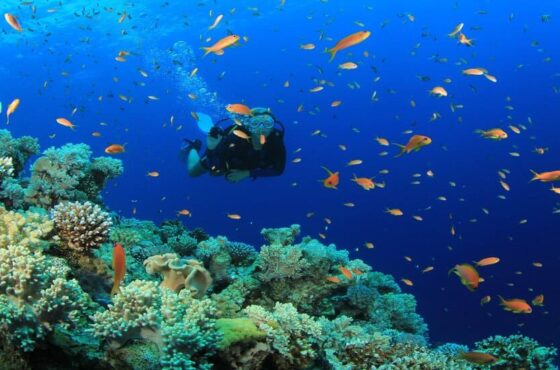 5 Day Diving Packages ( 10 Boat Dives)