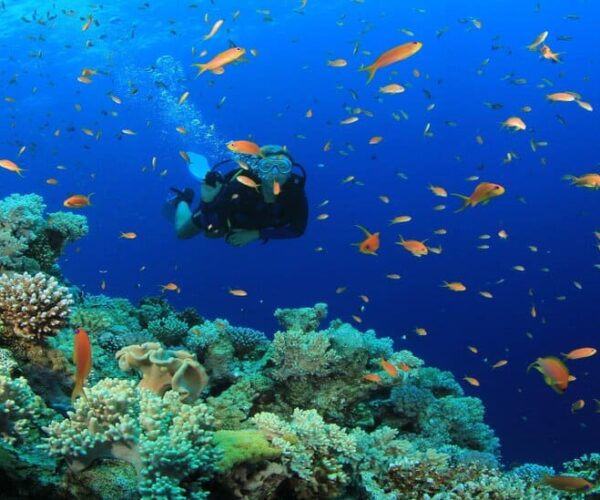 5 Day Diving Packages ( 10 Boat Dives)