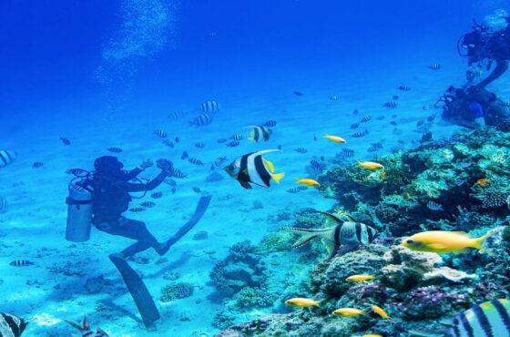 PADI Divemaster Course